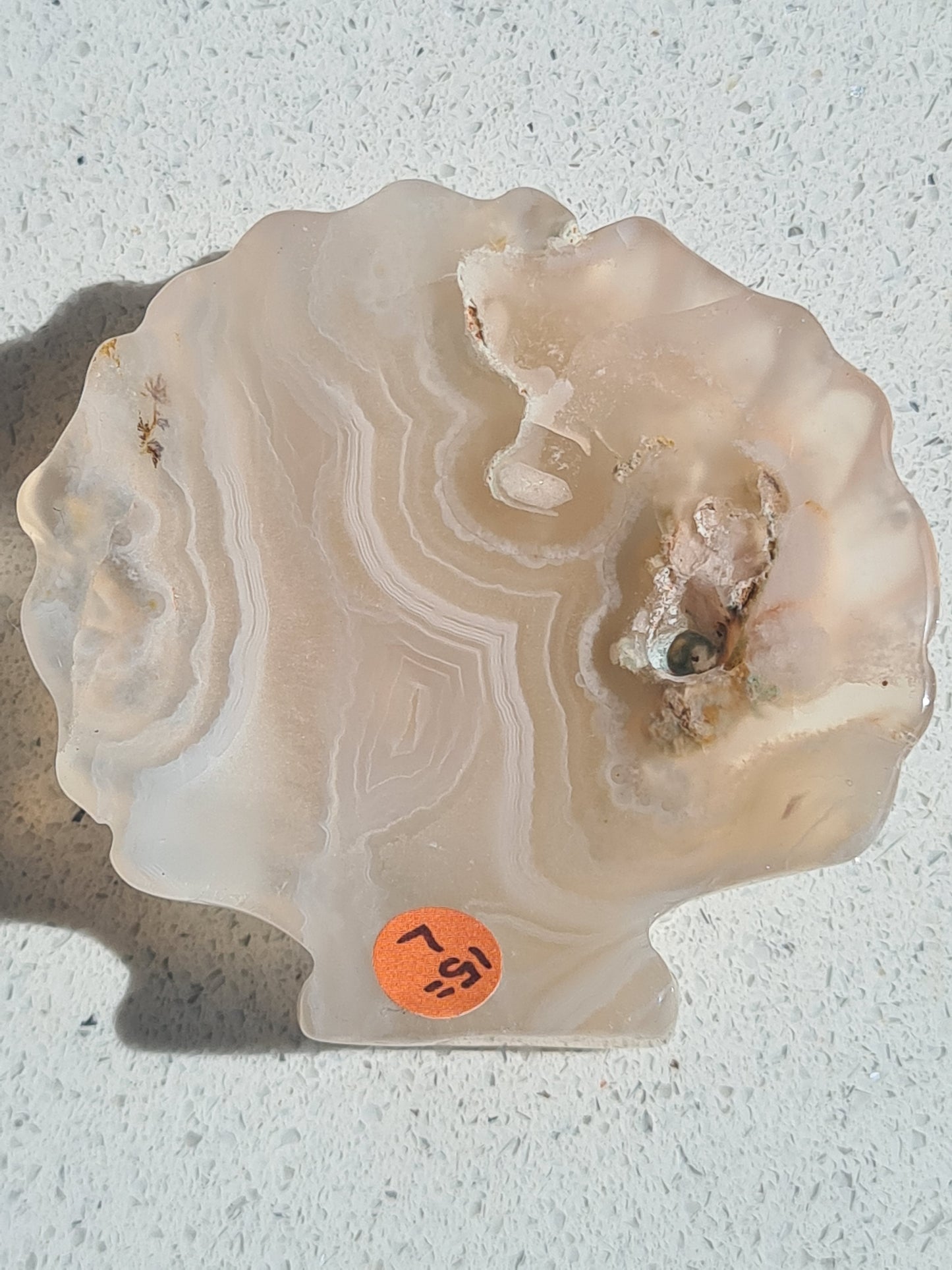 Flower Agate Seashell